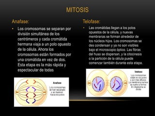 • Las cromátidas llegan a los polos
opuestos de la célula, y nuevas
membranas se forman alrededor de
los núcleos hijos. Los cromosomas se
des condensan y ya no son visibles
bajo el microscopio óptico. Las fibras
del huso se dispersan, y la citocinesis
o la partición de la célula puede
comenzar también durante esta etapa.
• Los cromosomas se separan por
división simultánea de los
centrómeros y cada cromátida
hermana viaja a un polo opuesto
de la célula. Ahora los
cromosomas están formados por
una cromátida en vez de dos.
Esta etapa es la más rápida y
espectacular de todas
MITOSIS
Anafase: Telofase:
 