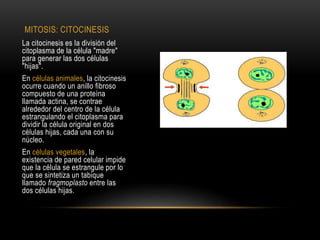 MITOSIS: CITOCINESIS
La citocinesis es la división del
citoplasma de la célula "madre"
para generar las dos células
"hijas".
En células animales, la citocinesis
ocurre cuando un anillo fibroso
compuesto de una proteína
llamada actina, se contrae
alrededor del centro de la célula
estrangulando el citoplasma para
dividir la célula original en dos
células hijas, cada una con su
núcleo.
En células vegetales, la
existencia de pared celular impide
que la célula se estrangule por lo
que se sintetiza un tabique
llamado fragmoplasto entre las
dos células hijas.
 