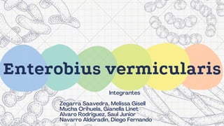 Enterobius vermicularis
Integrantes


Zegarra Saavedra, Melissa Gisell
Mucha Orihuela, Gianella Linet
Alvaro Rodriguez, Saul Junior
Navarro Aldoradin, Diego Fernando
 