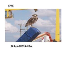 SMS
CORUJA BURAQUEIRA
 