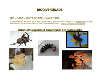 BIODIVERSIDADEBIODIVERSIDADE
BIO = VIDA + DIVERSIDADE = VARIEDADE
É compromisso de todos zelar pela Fauna e Flora preservando a natureza e impedindo que seja
realizado qualquer ato de destruição da mesma bem como a captura de animais silvestres.
Alguns dos espécimes encontrados em nossa regiãoAlguns dos espécimes encontrados em nossa região
 