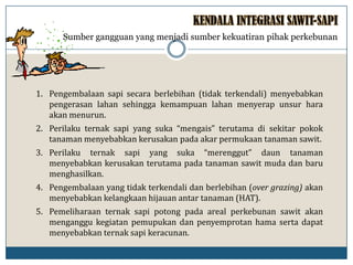 Sumber gangguan yang menjadi sumber kekuatiran pihak perkebunan
1. Pengembalaan sapi secara berlebihan (tidak terkendali) menyebabkan
pengerasan lahan sehingga kemampuan lahan menyerap unsur hara
akan menurun.
2. Perilaku ternak sapi yang suka “mengais” terutama di sekitar pokok
tanaman menyebabkan kerusakan pada akar permukaan tanaman sawit.
3. Perilaku ternak sapi yang suka “merenggut” daun tanaman
menyebabkan kerusakan terutama pada tanaman sawit muda dan baru
menghasilkan.
4. Pengembalaan yang tidak terkendali dan berlebihan (over grazing) akan
menyebabkan kelangkaan hijauan antar tanaman (HAT).
5. Pemeliharaan ternak sapi potong pada areal perkebunan sawit akan
menganggu kegiatan pemupukan dan penyemprotan hama serta dapat
menyebabkan ternak sapi keracunan.
 