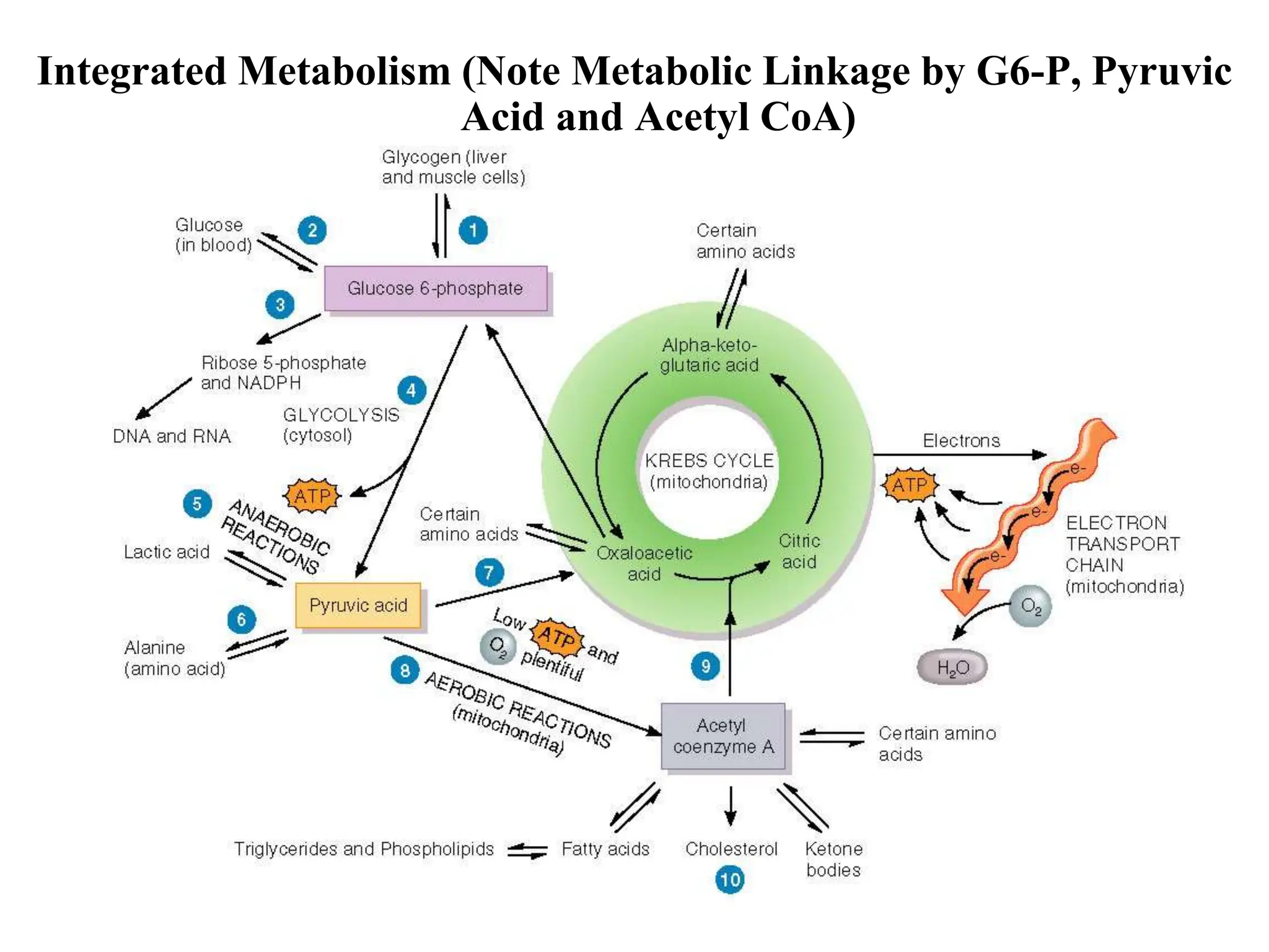 Integrated Metabolism (Note Metabolic Linkage by G6-P, Pyruvic
Acid and Acetyl CoA)
 