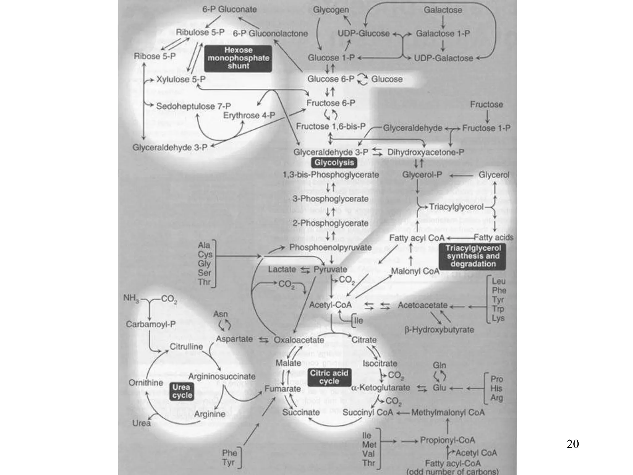 Getting Energy From Food 20
 