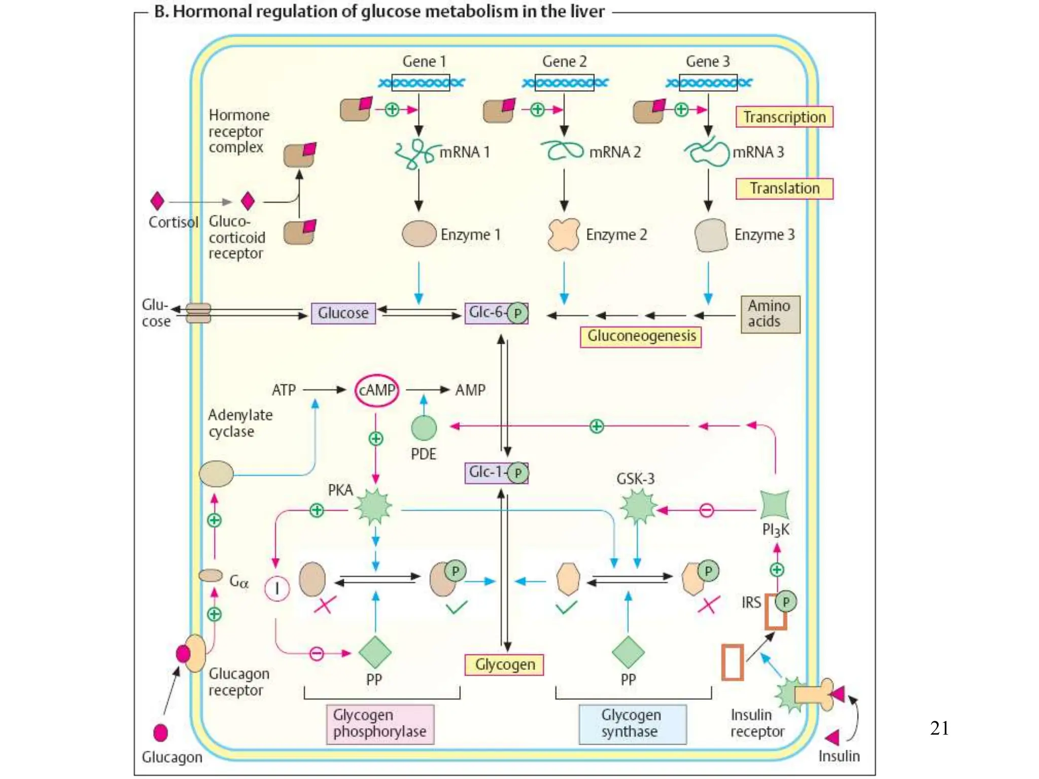 Getting Energy From Food 21
 