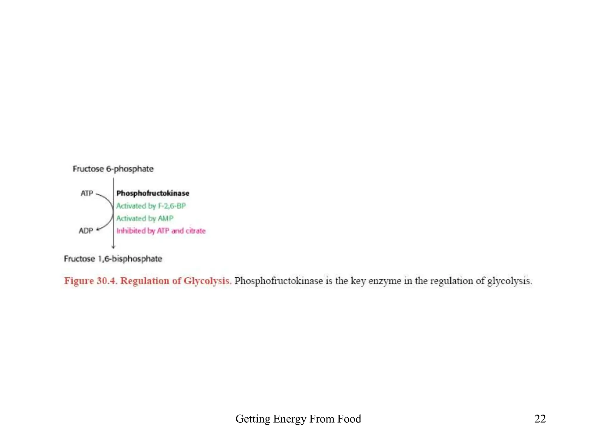 Getting Energy From Food 22
 