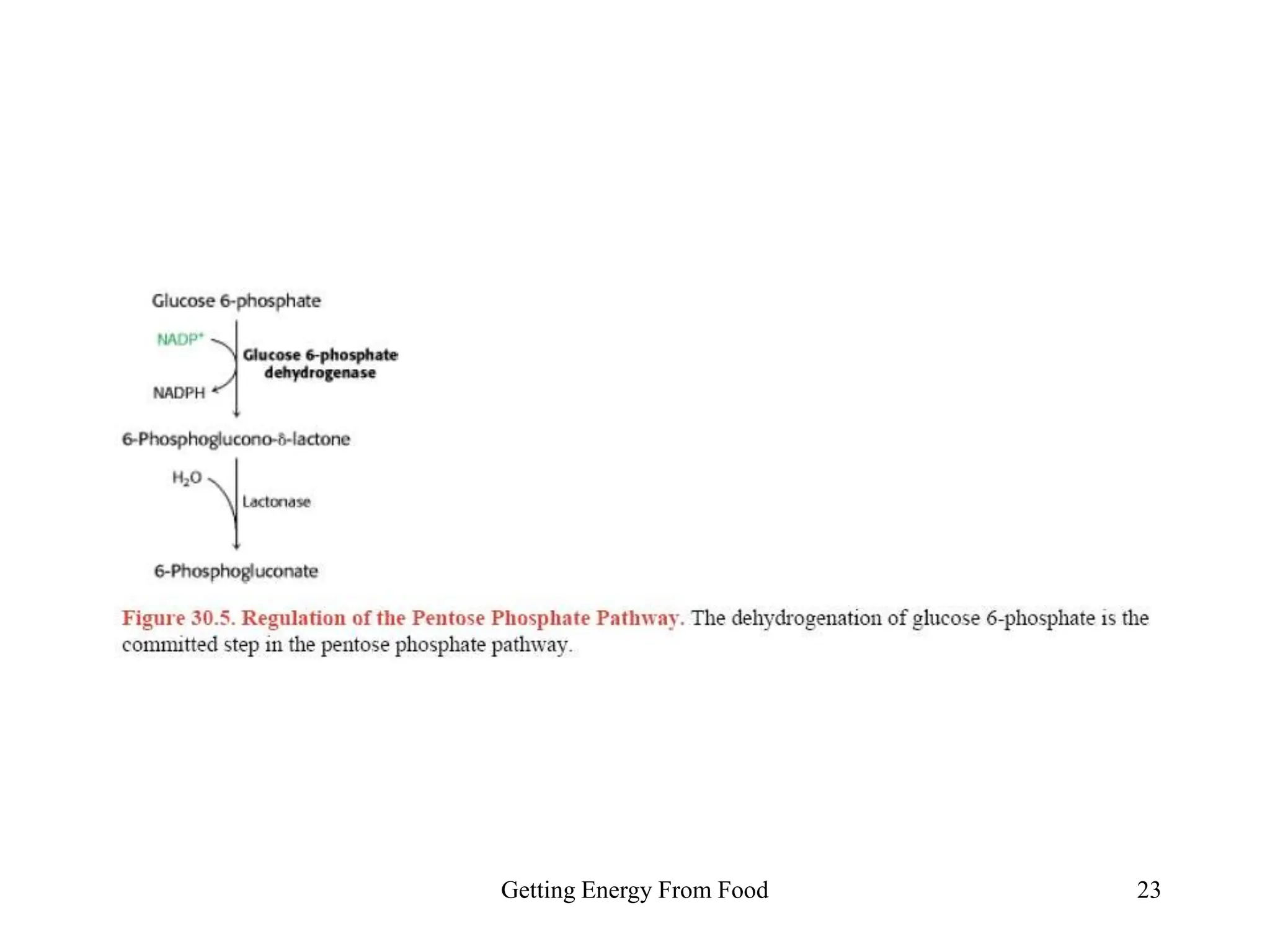 Getting Energy From Food 23
 