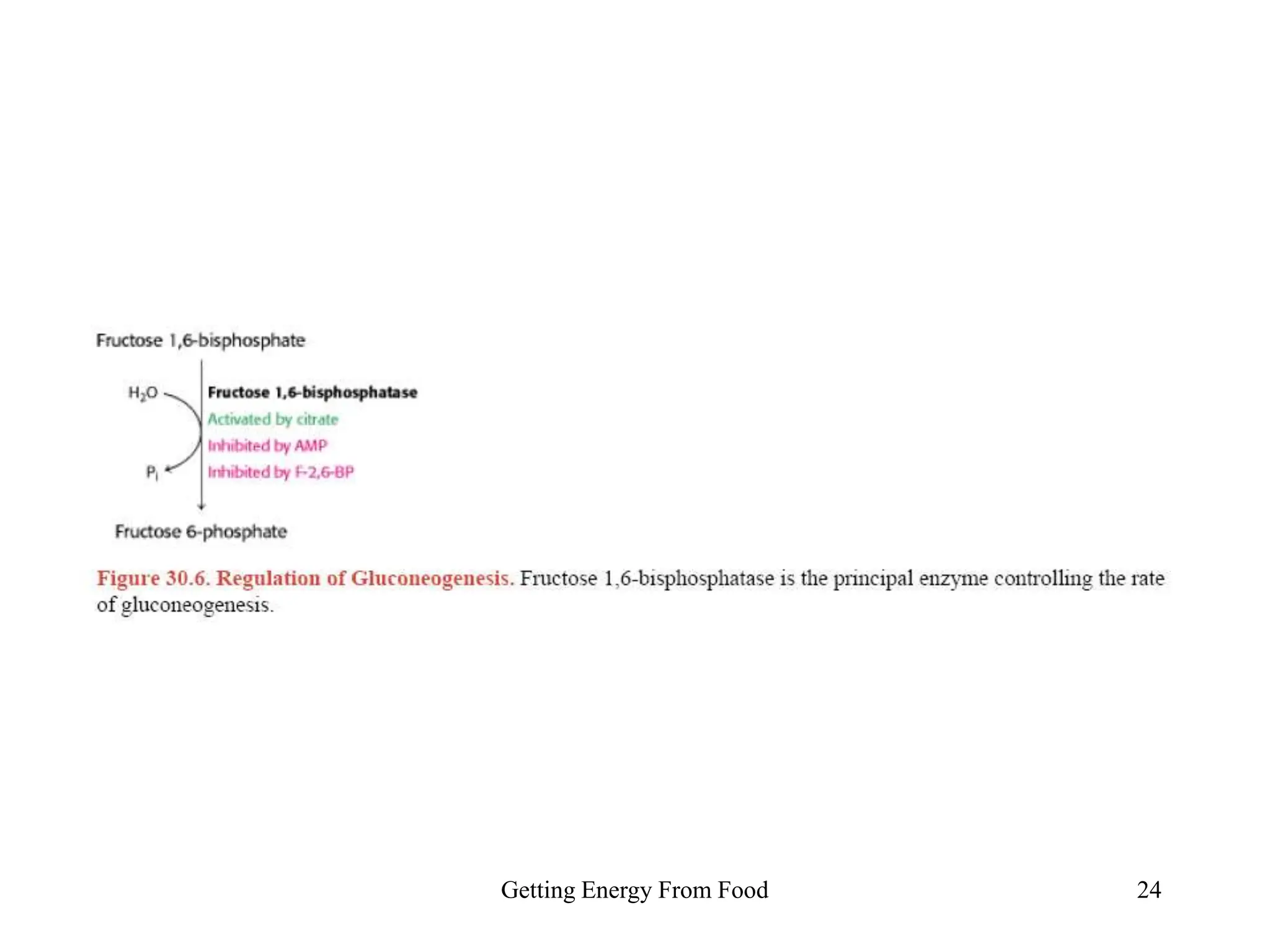 Getting Energy From Food 24
 
