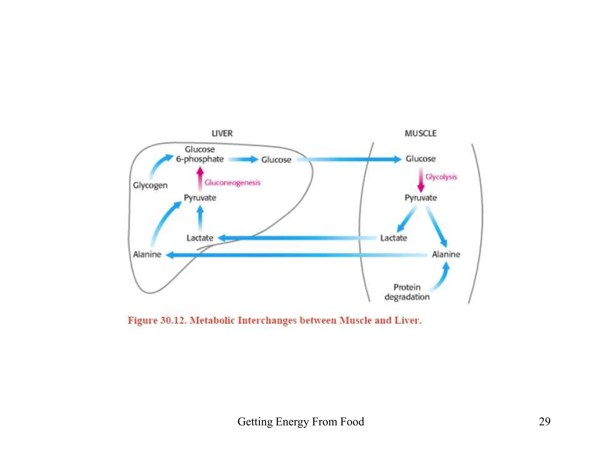 Getting Energy From Food 29
 