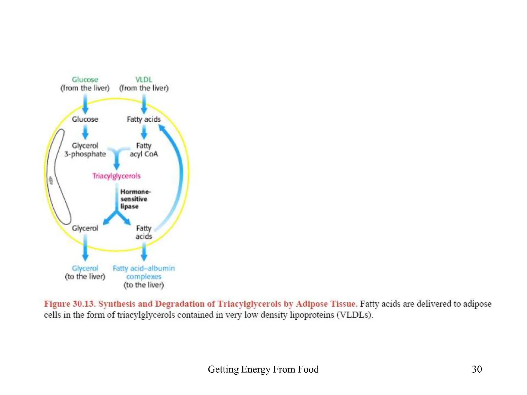 Getting Energy From Food 30
 