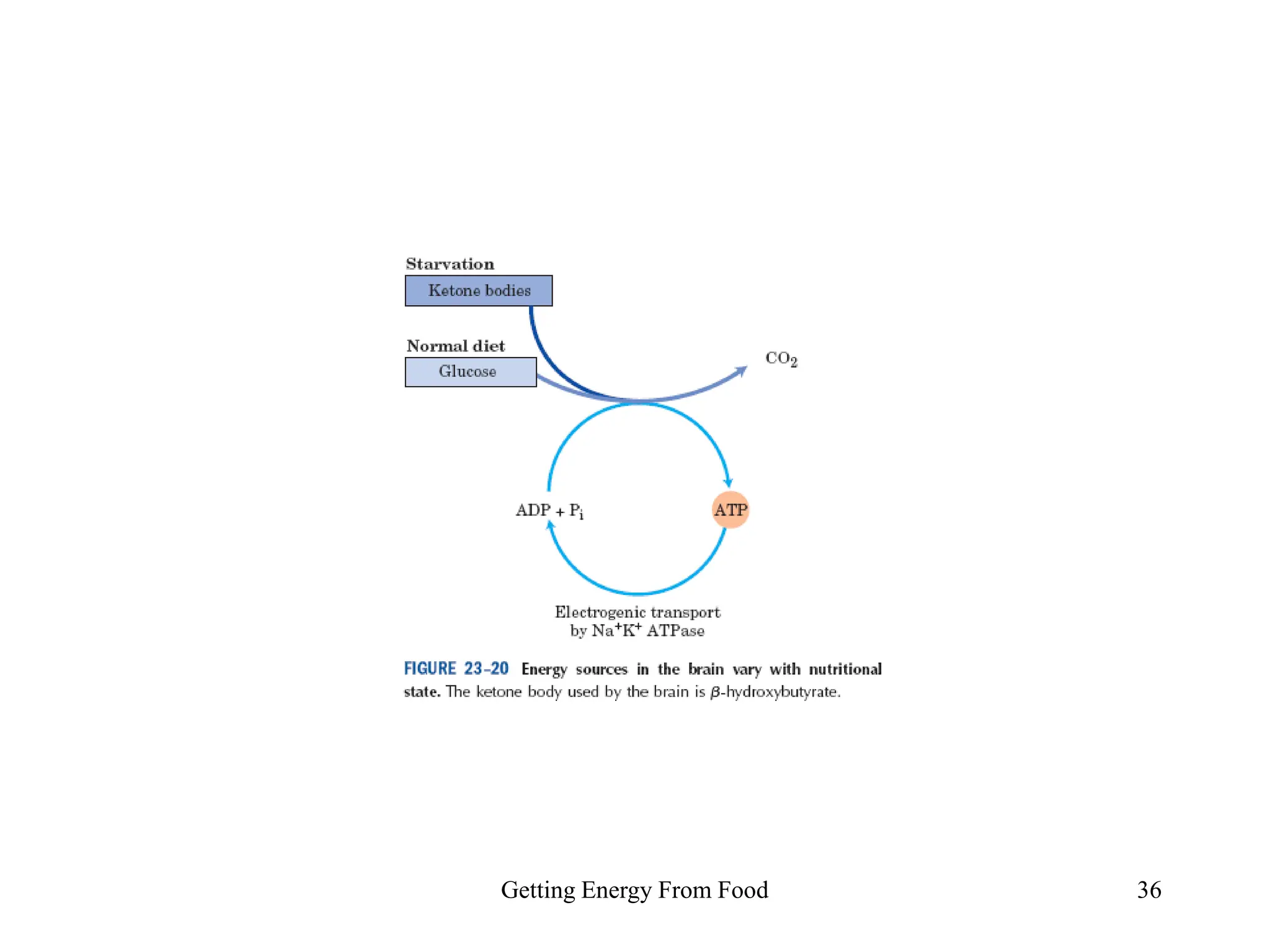 Getting Energy From Food 36
 