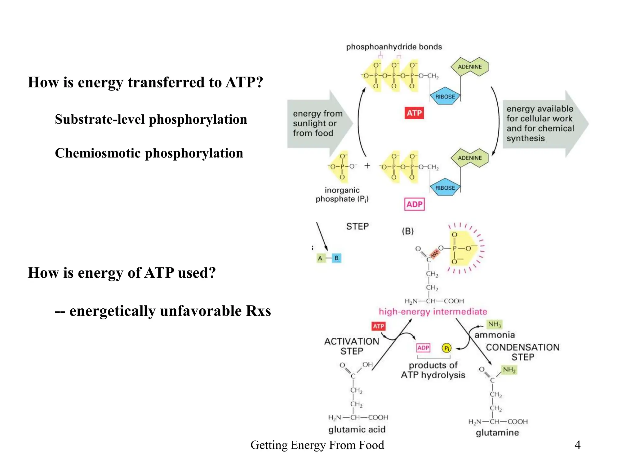 Getting Energy From Food 4
Figure 3-33
How is energy transferred to ATP?
Substrate-level phosphorylation
Chemiosmotic phosphorylation
How is energy of ATP used?
-- energetically unfavorable Rxs
 