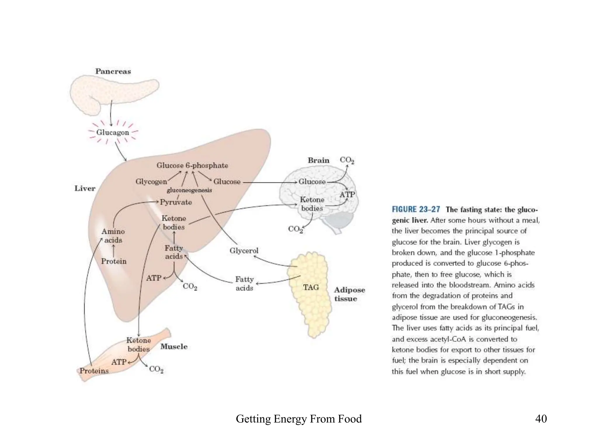 Getting Energy From Food 40
 