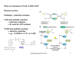 Nadp Function (All types of) integrated-metabolism.ppt