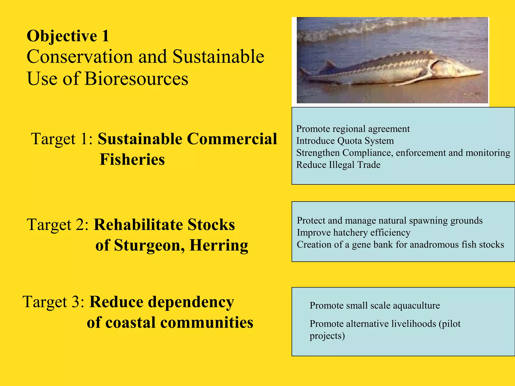 Objective 1 
Conservation and Sustainable 
Use of Bioresources 
Target 1: Sustainable Commercial 
Fisheries 
Target 2: Rehabilitate Stocks 
of Sturgeon, Herring 
Target 3: Reduce dependency 
of coastal communities 
Promote regional agreement 
Introduce Quota System 
Strengthen Compliance, enforcement and monitoring 
Reduce Illegal Trade 
Protect and manage natural spawning grounds 
Improve hatchery efficiency 
Creation of a gene bank for anadromous fish stocks 
Promote small scale aquaculture 
Promote alternative livelihoods (pilot 
projects) 
 