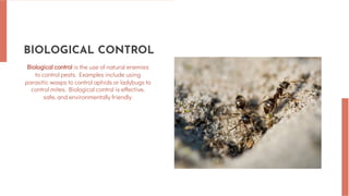 The Importance of Integrated Pest Management: A Sustainable Approach to ...
