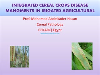 INTEGRATED CEREAL CROPS DISEASE
MANGMENTS IN IRIGATED AGRICULTURAL
Prof. Mohamed Abdelkader Hasan
Cereal Pathology
PPI(ARC) Egypt
abdelkaderhasan@yahoo.com
 
