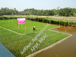 Integrated Rice-Vegetable-Fish culture