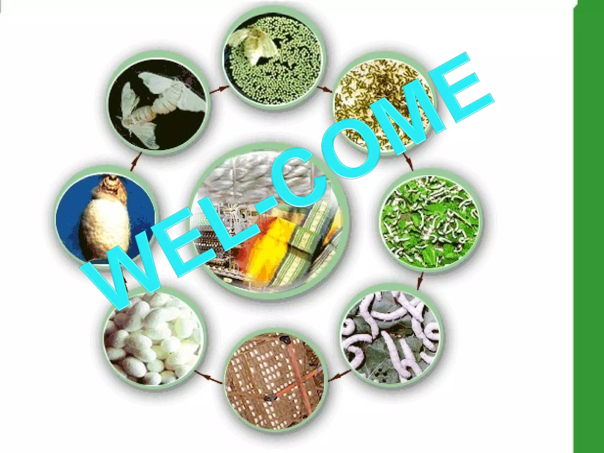 Integrated disease management in silkworm bombyx moril | PPT