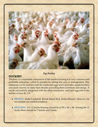 Fig: Poultry
Duckery is a important component of the rainfed farming.it is very common and
profitable enterprise, which is possible by taking less care or management. This
enterprise can be used for both the meats and eggs and it provides supplementary
and seady income on daily basis besides providing them nutritions and energy. It
can be successfully integrated with the other enterprises. And each egg sold in the
market at least Rs. 5.5
 BREEDS- khaki Campbell, Rhode Island Red, Indian Runner, Muscovy etc
are suitable for rainfed condition.
 HOUSING- For 12 ducks housing should be of 5ft x 4ft x 3ft. Among the 12
ducks there should be 7 female and 5 male.
 