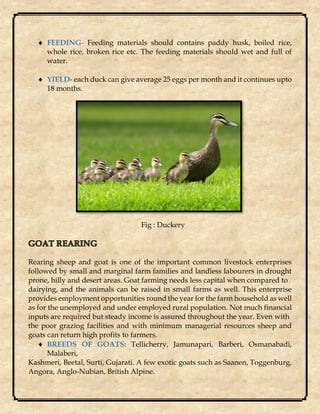  FEEDING- Feeding materials should contains paddy husk, boiled rice,
whole rice, broken rice etc. The feeding materials should wet and full of
water.
 YIELD- each duck can give average 25 eggs per month and it continues upto
18 months.
Fig : Duckery
Rearing sheep and goat is one of the important common livestock enterprises
followed by small and marginal farm families and landless labourers in drought
prone, hilly and desert areas. Goat farming needs less capital when compared to
dairying, and the animals can be raised in small farms as well. This enterprise
provides employment opportunities round the year for the farm household as well
as for the unemployed and under employed rural population. Not much financial
inputs are required but steady income is assured throughout the year. Even with
the poor grazing facilities and with minimum managerial resources sheep and
goats can return high profits to farmers.
 BREEDS OF GOATS: Tellicherry, Jamunapari, Barberi, Osmanabadi,
Malaberi,
Kashmeri, Beetal, Surti, Gujarati. A few exotic goats such as Saanen, Toggenburg,
Angora, Anglo-Nubian, British Alpine.
 