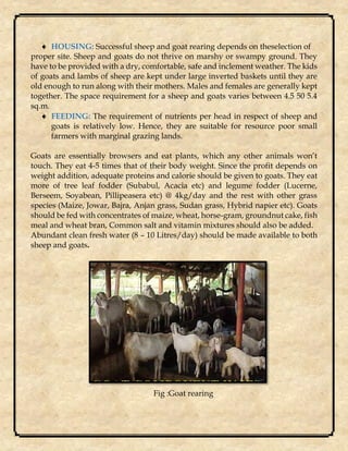  HOUSING: Successful sheep and goat rearing depends on theselection of
proper site. Sheep and goats do not thrive on marshy or swampy ground. They
have to be provided with a dry, comfortable, safe and inclement weather. The kids
of goats and lambs of sheep are kept under large inverted baskets until they are
old enough to run along with their mothers. Males and females are generally kept
together. The space requirement for a sheep and goats varies between 4.5 50 5.4
sq.m.
 FEEDING: The requirement of nutrients per head in respect of sheep and
goats is relatively low. Hence, they are suitable for resource poor small
farmers with marginal grazing lands.
Goats are essentially browsers and eat plants, which any other animals won’t
touch. They eat 4-5 times that of their body weight. Since the profit depends on
weight addition, adequate proteins and calorie should be given to goats. They eat
more of tree leaf fodder (Subabul, Acacia etc) and legume fodder (Lucerne,
Berseem, Soyabean, Pillipeasera etc) @ 4kg/day and the rest with other grass
species (Maize, Jowar, Bajra, Anjan grass, Sudan grass, Hybrid napier etc). Goats
should be fed with concentrates of maize, wheat, horse-gram, groundnut cake, fish
meal and wheat bran, Common salt and vitamin mixtures should also be added.
Abundant clean fresh water (8 – 10 Litres/day) should be made available to both
sheep and goats.
Fig :Goat rearing
 