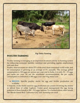 Fig: Dairy Farming
Poultry farming is emerging as an important livestock activity in Farming system
for enhancing economic stability, nutrition and providing regular employment
and cash flow.
Poultry meat accounts for about 27% of the total meat consumed world wide, and
its consumption is growing at an average of 5% annually. The average global
consumption is 120 eggs per person per year and in India, it is only 32 – 33 eggs
per capita per year. As per the nutritional recommendation, the per capita
consumption is estimated at 180 eggs/year and 9 kg meat/year.
 BREEDS: Specific poultry stocks for egg and broiler production are
available.
A majority of the stocks used for egg production are crosses involving the strains
or inbred lines of white Leghorn. Under good management the egg laying
potential of these breeds is 280 – 310 eggs/annum. To a limited extent, other breeds
like Rhode Island Red, California Grey and Australop are used.
 