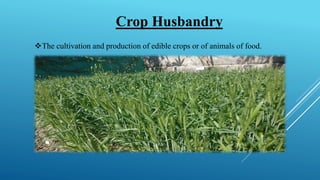 Crop Husbandry
❖The cultivation and production of edible crops or of animals of food.
 