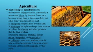 Apiculture
❖ Beekeeping (or apiculture) is the
maintenance of bee colonies, commonly in
man-made hives, by humans. Most such
bees are honey bees in the genus Apis, but
other honey-producing bees such
as Melipona stingless bees are also kept.
A beekeeper (or apiarist) keeps bees in order
to collect their honey and other products
that the hive produce
(including beeswax, propolis, flower
pollen, bee pollen, and royal jelly),
to pollinate crops, or to produce bees for
sale to other beekeepers. A location where
bees are kept is called an apiary or "bee
yard".
 