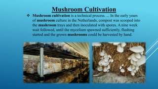 Mushroom Cultivation
❖ Mushroom cultivation is a technical process. ... In the early years
of mushroom culture in the Netherlands, compost was scooped into
the mushroom trays and then inoculated with spores. A nine week
wait followed, until the mycelium spawned sufficiently, flushing
started and the grown mushrooms could be harvested by hand.
 