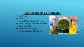Plant products as pesticides
❖ Salt Spray.
❖ Mineral Oil.
❖ Citrus Oil & Cayenne Pepper.
❖ Soap, Orange Citrus Oil, & Water.
❖ Eucalyptus Oil.
❖ Onion & Garlic Spray.
❖ Chrysanthemum Flower Tea.
 