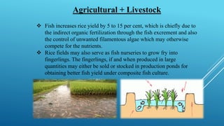 Agricultural + Livestock
❖ Fish increases rice yield by 5 to 15 per cent, which is chiefly due to
the indirect organic fertilization through the fish excrement and also
the control of unwanted filamentous algae which may otherwise
compete for the nutrients.
❖ Rice fields may also serve as fish nurseries to grow fry into
fingerlings. The fingerlings, if and when produced in large
quantities may either be sold or stocked in production ponds for
obtaining better fish yield under composite fish culture.
 