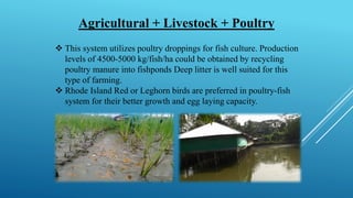 Agricultural + Livestock + Poultry
❖ This system utilizes poultry droppings for fish culture. Production
levels of 4500-5000 kg/fish/ha could be obtained by recycling
poultry manure into fishponds Deep litter is well suited for this
type of farming.
❖ Rhode Island Red or Leghorn birds are preferred in poultry-fish
system for their better growth and egg laying capacity.
 