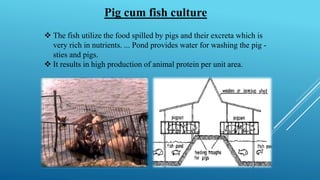 Pig cum fish culture
❖ The fish utilize the food spilled by pigs and their excreta which is
very rich in nutrients. ... Pond provides water for washing the pig -
sties and pigs.
❖ It results in high production of animal protein per unit area.
 