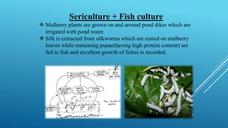 Sericulture + Fish culture
❖ Mulberry plants are grown on and around pond dikes which are
irrigated with pond water.
❖ Silk is extracted from silkworms which are reared on mulberry
leaves while remaining pupae(having high protein content) are
fed to fish and excellent growth of fishes is recorded.
 