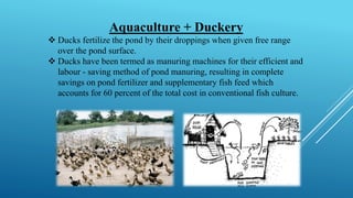 Aquaculture + Duckery
❖ Ducks fertilize the pond by their droppings when given free range
over the pond surface.
❖ Ducks have been termed as manuring machines for their efficient and
labour - saving method of pond manuring, resulting in complete
savings on pond fertilizer and supplementary fish feed which
accounts for 60 percent of the total cost in conventional fish culture.
 