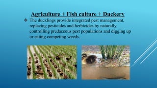 Agriculture + Fish culture + Duckery
❖ The ducklings provide integrated pest management,
replacing pesticides and herbicides by naturally
controlling predaceous pest populations and digging up
or eating competing weeds.
 