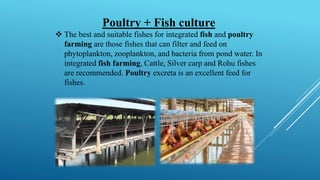 Poultry + Fish culture
❖ The best and suitable fishes for integrated fish and poultry
farming are those fishes that can filter and feed on
phytoplankton, zooplankton, and bacteria from pond water. In
integrated fish farming, Cattle, Silver carp and Rohu fishes
are recommended. Poultry excreta is an excellent feed for
fishes.
 