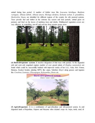 animal during lean period. A number of fodder trees like Leucaena latisiliqua, Bauhinia
variegata, Albizzia labbek, Albizzia amara, Moringa olerifera, Sesbania sesban, S. grandiflora,
Hardwickia binata are identified for different regions of the country for silvi pastoral systems.
Trees provide fuel and timber in the extreme dry season and lean periods, animal graze on
pastures and feed on the leaves of nutritious trees and shrubs. Multilayered vegetation covers are
very effective in controlling run-off and soil loss from erosion prone areas.
(4) Horti-silvi-pasture system: It involves integration of fruit trees with pasture. In the degraded
arid and semi arid rangeland regimes number of over grazed plants of Ziziphus nummularis are
found which could be successfully budded with improved variety of ber (viz., Gola, Seb, Umran,
Banaras, Kaska) besides planting MPTs like anjan, Subabul, Khejri along grasses and legumes
like Cenchrus, Lasiurus, Chrysopogon, Stylosanthes, Sirato etc.
(5) Agri-silvi-pasture: It is a combination of agri-silviculture and silvi-pastoral system. In arid
degraded lands of Rajasthan, Gujarat and Haryana often dryland crops viz. bajra, moth, urad, til
 