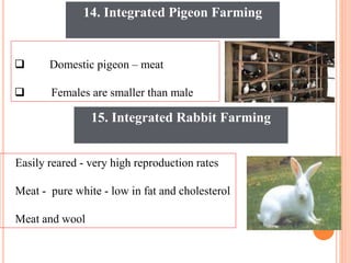 14. Integrated Pigeon Farming
 Domestic pigeon – meat
 Females are smaller than male
15. Integrated Rabbit Farming
Easily reared - very high reproduction rates
Meat - pure white - low in fat and cholesterol
Meat and wool
 
