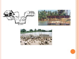 Integrated Farming System (IFC) | PDF