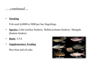 .....continued....
• Stocking
Fish seed @4000 to 5000 per hac fingerlings.
• Species: Catla (surface feeders), Rohita (column feeders), Marigala
(bottom feeders)
• Ratio: 3:3:4
• Supplementary Feeding
Rice bran and oil cake
 