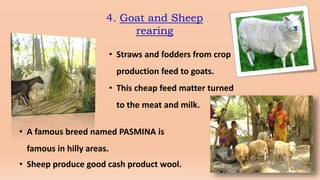 4. Goat and Sheep
rearing
• Straws and fodders from crop
production feed to goats.
• This cheap feed matter turned
to the meat and milk.
• Sheep produce good cash product wool.
• A famous breed named PASMINA is
famous in hilly areas.
 
