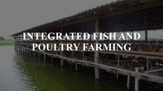INTEGRATED FISH AND
POULTRY FARMING
 