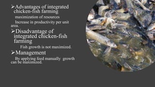 Advantages of integrated
chicken-fish farming
maximization of resources
Increase in productivity per unit
area.
Disadvantage of
integrated chicken-fish
farming
Fish growth is not maximized.
Management
By applying feed manually growth
can be maximized.
 