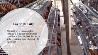 • 500-600 layers is enough to
fertilize a 1 ha fish pond which
contains at least 10,000 fish and at
a daily manure load of about 100
kg/ha/day
Layer density
 