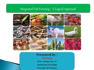 Integrated Fish Farming : A Logical Approach
Presented by –
Rajdeep
M.Sc. Zoology Sem. IV
Department of Zoology
University Of Lucknow.
 