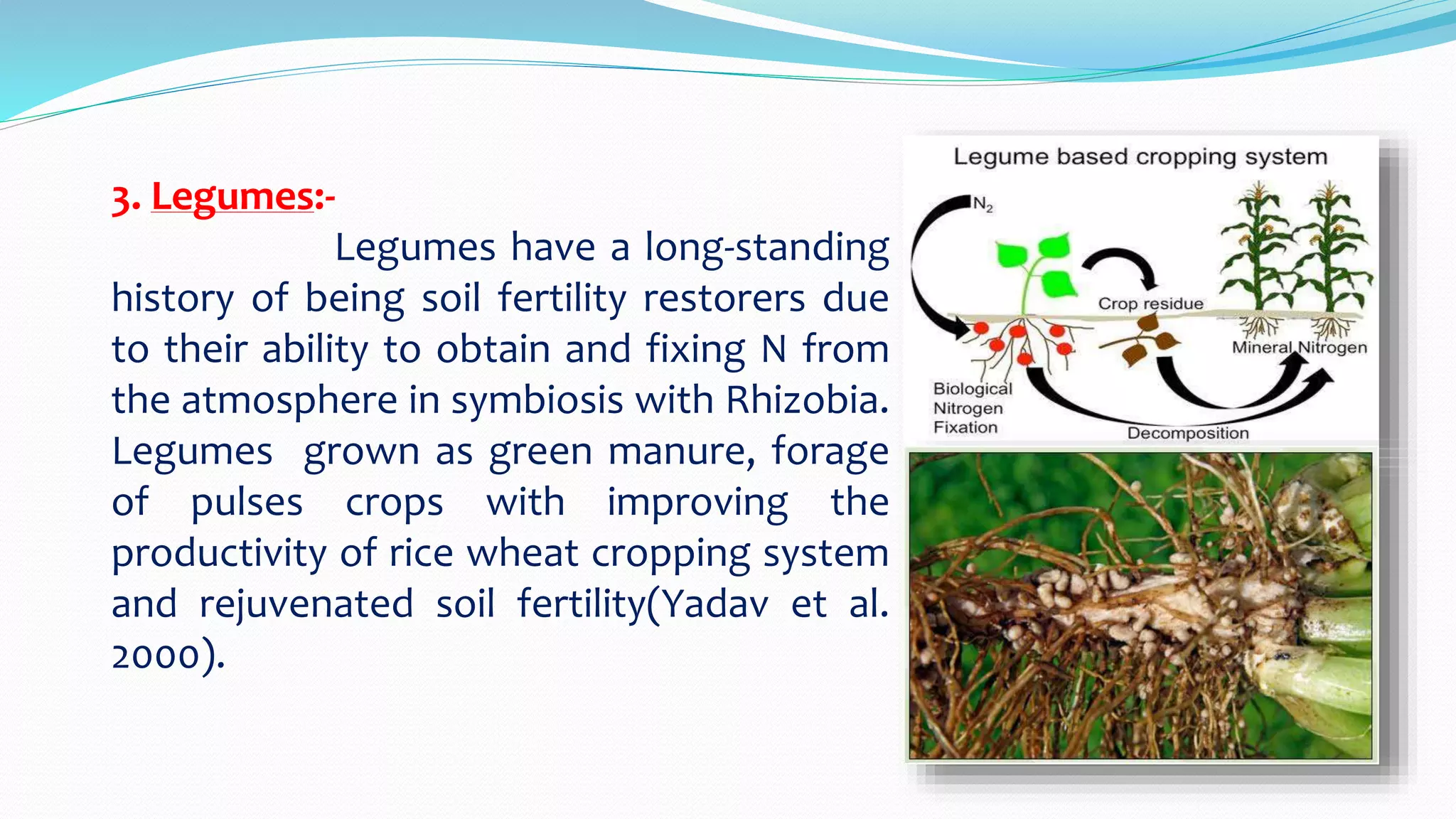 3. Legumes:-
Legumes have a long-standing
history of being soil fertility restorers due
to their ability to obtain and fixing N from
the atmosphere in symbiosis with Rhizobia.
Legumes grown as green manure, forage
of pulses crops with improving the
productivity of rice wheat cropping system
and rejuvenated soil fertility(Yadav et al.
2000).
 