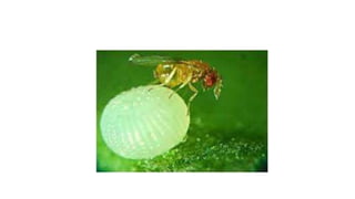 Pipda Insect Integrated pest and disease management (ipdm) | PPTX