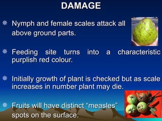 DAMAGE
 Nymph and female scales attack all
  above ground parts.

 Feeding site turns into a characteristic
  purplish red colour.

 Initially growth of plant is checked but as scale
  increases in number plant may die.

 Fruits will have distinct “measles”
  spots on the surface.
 